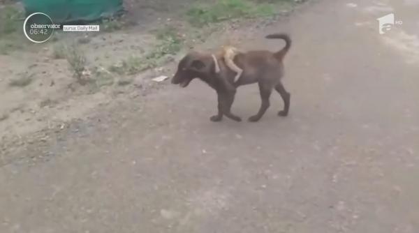 Un pui de maimuță abandonat a fost salvat de pe stradă de un câine, în India (Video)