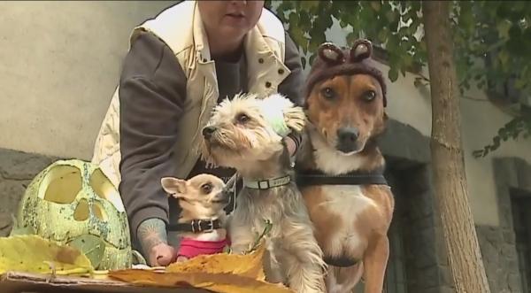 Căîțeluși costumați de Halloween, în așteptarea stăpânilor care să îi adopte