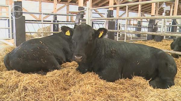 Vacile scoțiene Angus ar putea fi folositoare României după Brexit