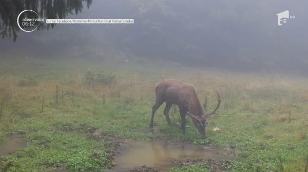 Imagini rare cu cerbi în perioada bocănitului, filmate în Piatra Craiului (Video)