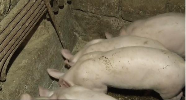 Importul de carne de porc a ajuns la 85%, din cauza pestei