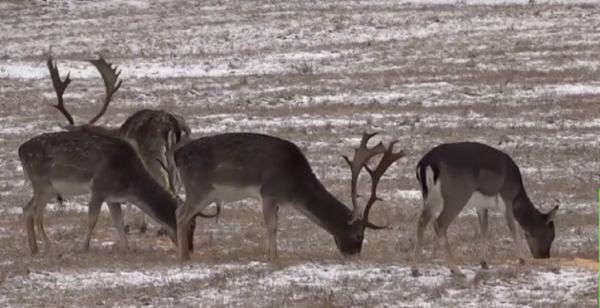 Doi indivizi din Suceava care în 2012 au ucis un cerb şi patru căprioare, au primit închisoare cu executare