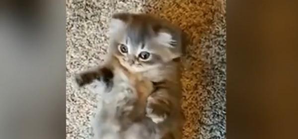 Un motan adorabil, cu mişcări de iepuraş, a înduioşat internetul (Video)