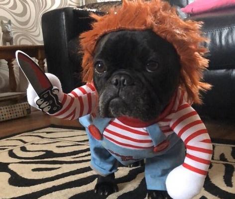 Halloween în lumea animalelor. Ce costume de groază au purtat acestea