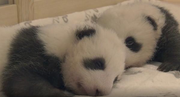 Povestea gemenilor panda care au avut parte de o reîntâlnire emoţionantă (Video)