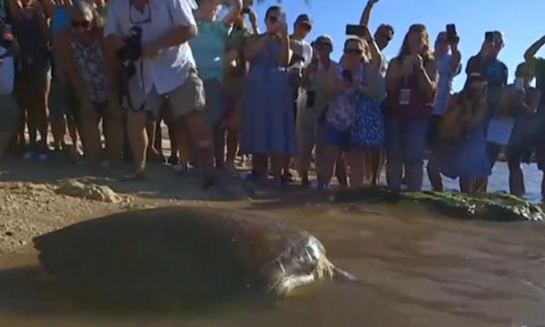 O țestoasă a supravieţuit miraculos după ce o săgeată i-a trecut prin tot corpul