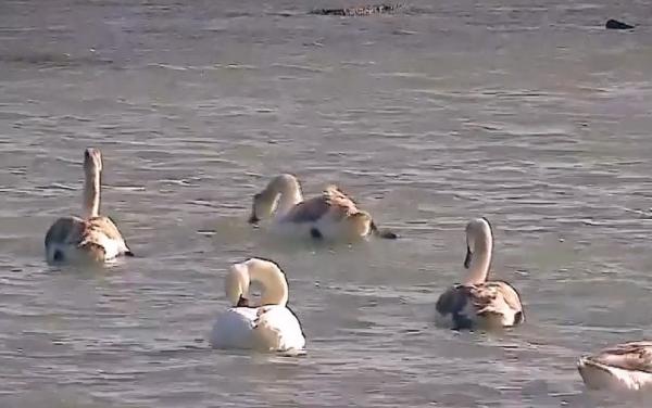 Lebedele au încântat privitorii cu prezența lor, la Neptun