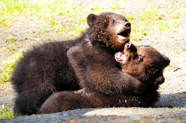 O ursoaică şi puiul ei, alungaţi de un şofer din oraşul Sovata