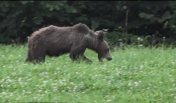 Vânător din Bistriţa-Năsăud surprinde momentul în care este atacat de un urs (Video)