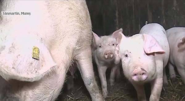 Fermierii, revoltați de ordinul care limitează la 5 porci pe gospodărie