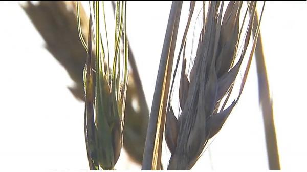 Vremea călduroasă din această perioadă pune în pericol producţia agricolă de anul viitor