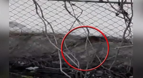 Baza sportivă din Galaţi, un adevărat pericol pentru copii din cauza şobolanilor