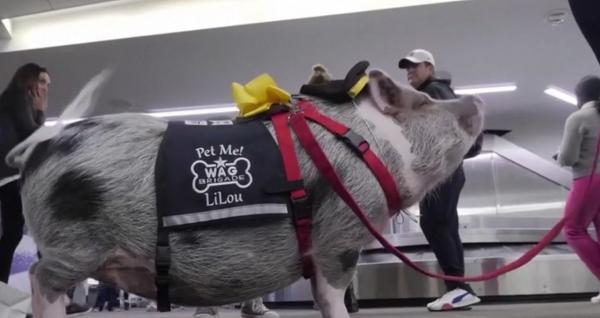 Frica de zbor, înlăturată pe aeroportul din San Francisco prin terapie cu porci