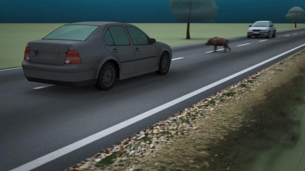 Animație: Mister elucidat în cazul mistreţului "zburător" din Dâmboviţa