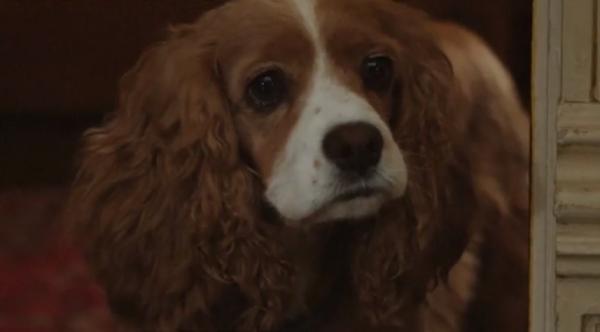 Noul film Doamna și Vagabontul, secrete de culise