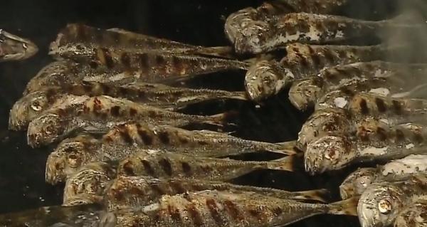 La mare, bucătarii încă mai gătesc preparate din peşte. Vremea caldă ține chefalul la mal