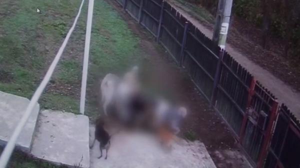 Câinii unui cioban au intrat în curtea unei familii din Argeş şi au ucis patrupedul oamenilor (Video)