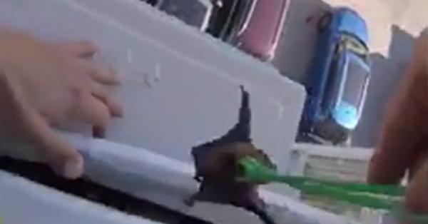 Apel neobişnuit pentru medicii veterinari din Capitală. Un bărbat le-a spus că are o colonie de lilieci acasă