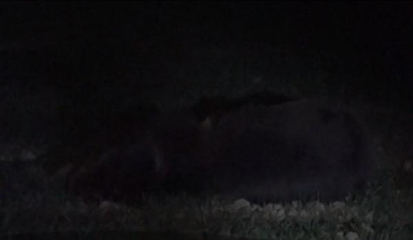 Urs lovit de o maşină care nu a mai putut evita impactul, în Harghita