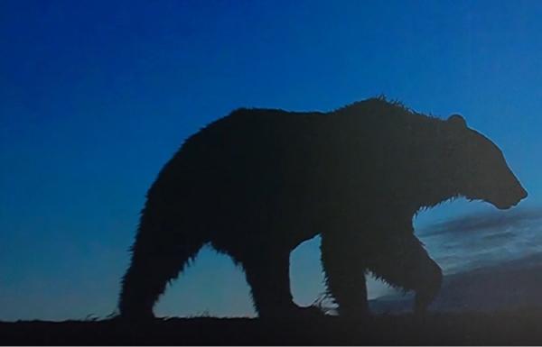 Urs lovit în plin de o maşină, tranchilizat şi transport la o grădină zoologică