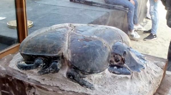 Expoziţie fără precedent cu animale mumificate, în Egipt (Video)