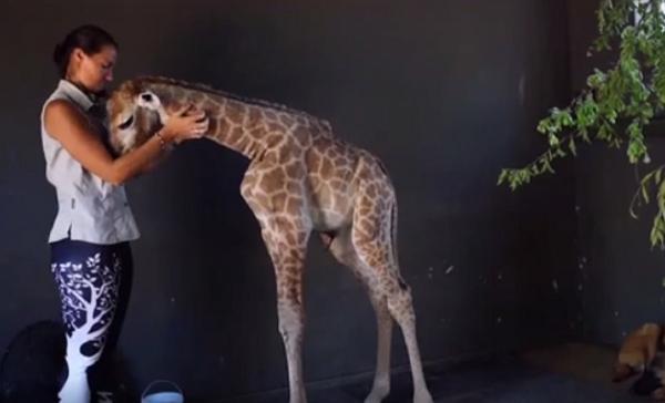 Povestea puiului de girafă abandonat în Africa de Sud care a înduioşat o lume întreagă