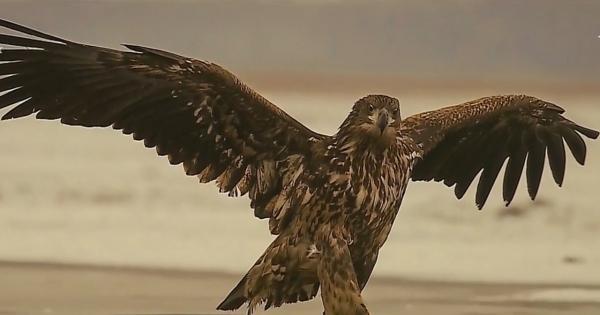 Cele mai frumoase fotografii, premiate într-un concurs de excepţtie la Târgu Mureş