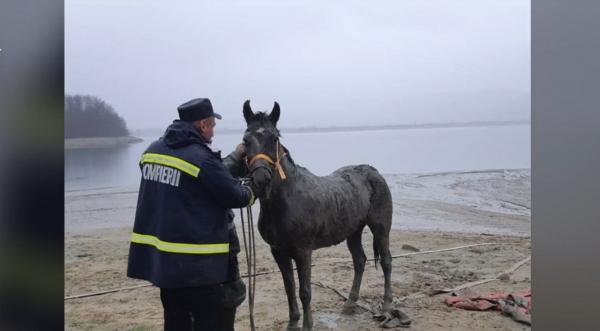 Cal împotmolit până la gât în albia râului Argeș, salvat de către pompieri