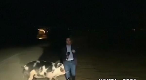 Un reporter din Grecia a fost hărţuit de un porc în timpul unui live