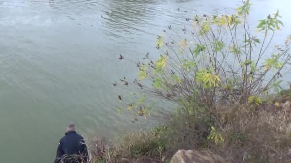 Imagini tulburătoare cu salvarea femeii care s-a aruncat în Mureş după ce a născut (Video)