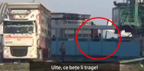 Vaci bătute în Portul Midia, în timp ce erau urcate într-o navă