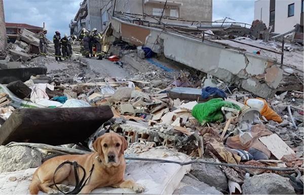 Trei câini din România ajută la salvarea victimelor din Albania