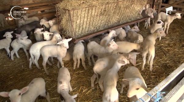 Unii români preferă carnea de miel pe masa de Crăciun