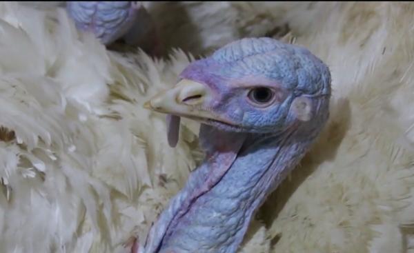 De sărbători, românii ar renunţa la carnea de porc pentru cea de curcan