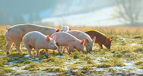 Crescătorii de porci continuă să vândă la liber, în ciuda pericolului pestei porcine