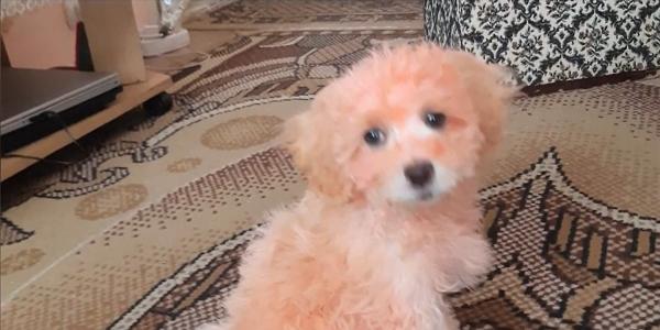 Femeie din Constanţa, păcălită să cumpere trei câini vopsiţi pentru a părea dintr-o rasă mai scumpă