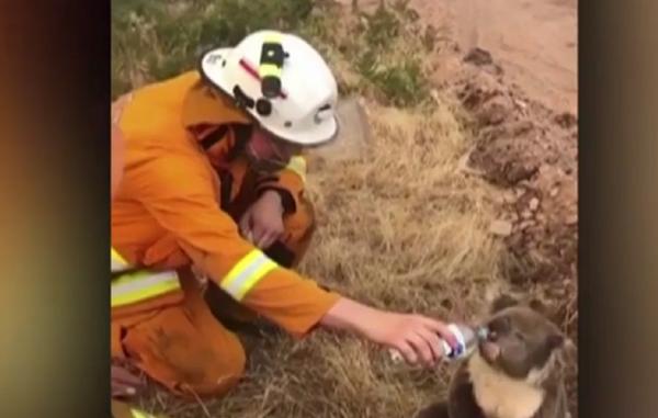 Ursuleț koala, salvat de pompieri din incendiu, în Australia (Video)