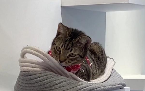 Crăciunul, sărbătorit cu fast în cafeneaua pisicilor din Washington