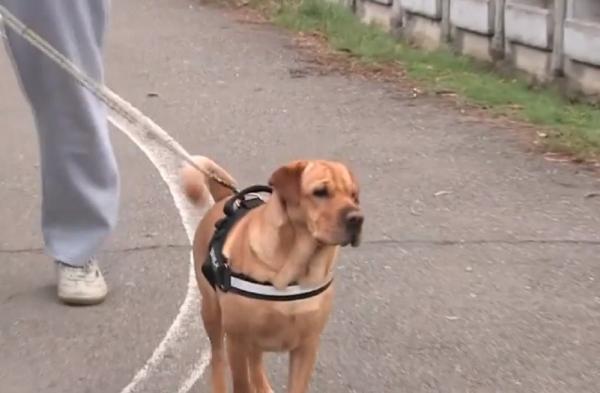 Un bărbat din Capitală a fost atacat de un câine speriat de petarde