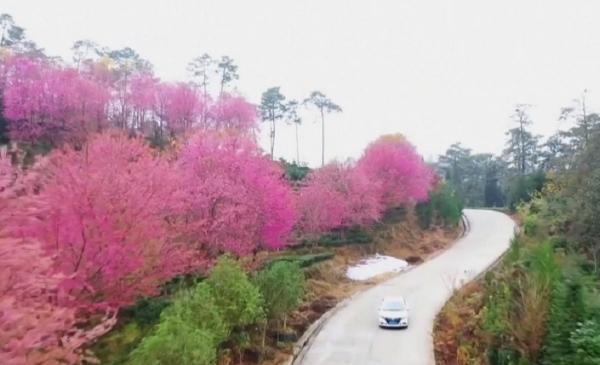 Cireși înfloriți în plină iarnă, în China