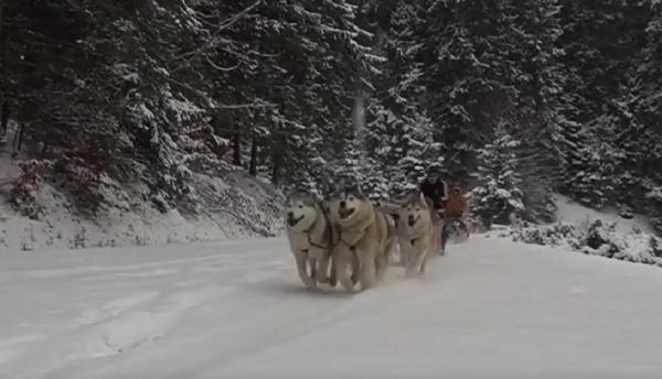 Plimbarea cu sania trasă de câini, tradiție în Harghita (Video)