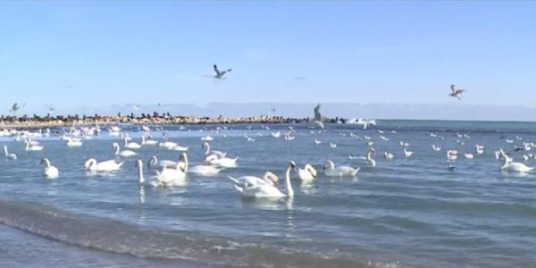 Lebedele şi-au făut apariţia în golful Capul Turcului din Eforie Sud