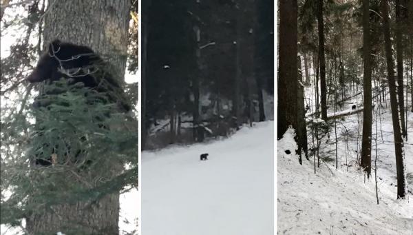 Ursul care apare pe pârtia Clăbucet are 2 ani și a fost abandonat de mamă