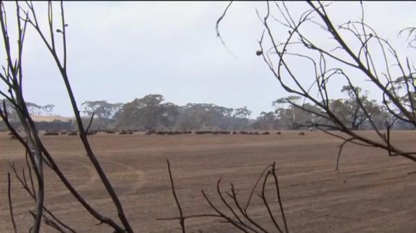 Sute de milioane de animale au murit în incendiile din Australia