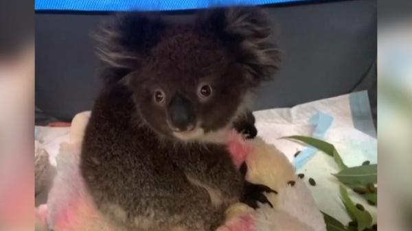 Zeci de mii de ursuleți koala au pierit în incendii în Australia. Zeci de pui rămași orfani (Video)
