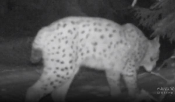 Imagini rare cu un râs au fost filmate într-o pădure din Suceava