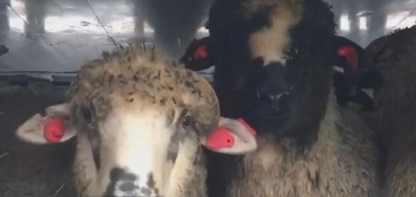 Oile supravieţuitoare de pe nava scufundată în Portul Midia nu vor fi niciodată sacrificate