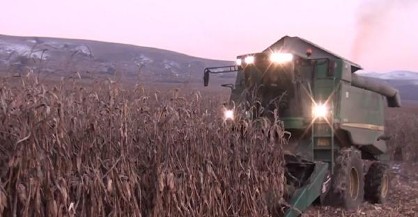 Porumbul cules iarna, un câștig pentru fermieri, în Alba