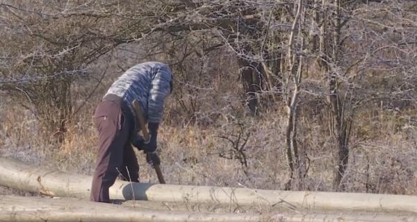 Un primar din Gorj strânge semnături ca să stopeze tăierile masive de pădure