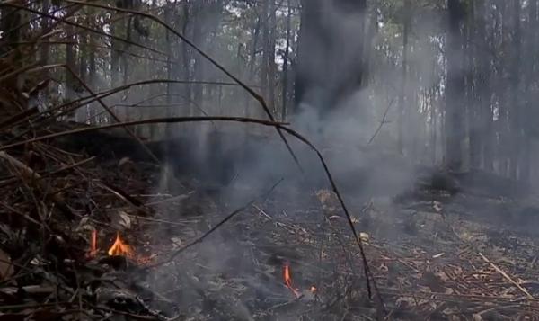 Australia, un paradis redus la cenușă: "N-am văzut niciodată o asemenea catastrofă"